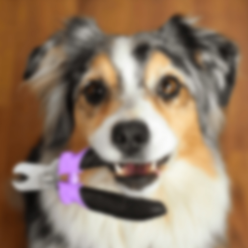 //spa4pawsonline.com/wp-content/uploads/2017/08/nails.jpg